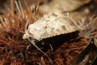 Agrotis segetum