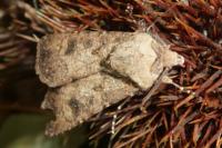 Agrotis segetum