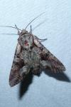 Lacanobia w-latinum