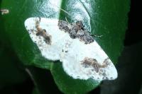 Ligdia adustata