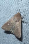 Mythimna albipuncta