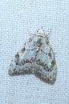 Nola confusalis