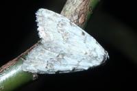 Nola confusalis
