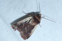 Ochropleura plecta