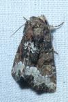 Oligia latruncula/strigilis/versicolor