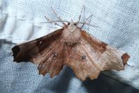 Selenia lunularia