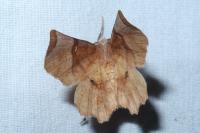 Selenia lunularia