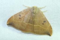 Watsonalla binaria