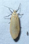 Wittia sororcula