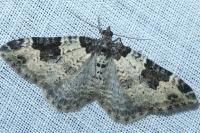 Xanthorhoe fluctuata