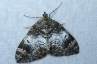 Dysstroma truncata