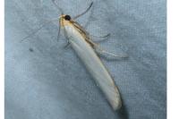 Eilema caniola