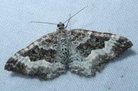 Epirrhoe alternata