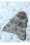 Hecatera dysodea