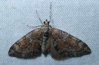 Thera obeliscata
