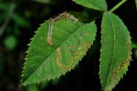 Stigmella anomalella