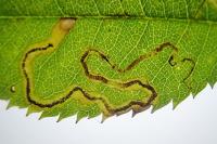Stigmella anomalella