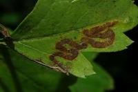 Stigmella oxyacanthella