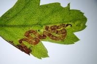 Stigmella oxyacanthella