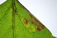 Stigmella oxyacanthella