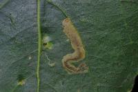 Stigmella trimaculella