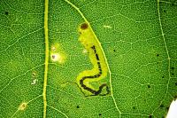 Stigmella trimaculella