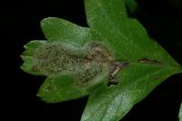 Phyllonorycter corylifoliella