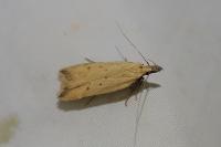 Dichomeris limosella