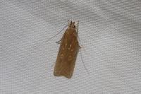 Helcystogramma triannulella