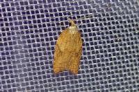 Acleris rhombana