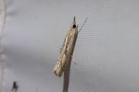 Agriphila geniculea