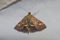 Pyrausta purpuralis