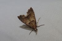 Diplopseustis perieresalis