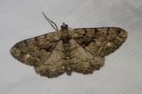 Peribatodes ilicaria