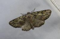 Cleorodes lichenaria