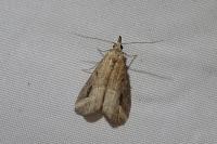 Schrankia costaestrigalis