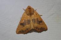 Atethmia centrago
