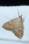 Udea fulvalis