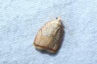 Acleris forsskaleana