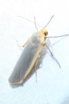 Manulea complana