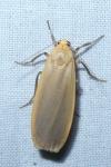 Katha depressa