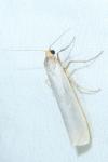 Eilema caniola