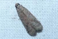 Ephestia elutella/woodiella