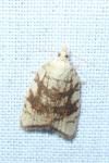 Aleimma loeflingiana