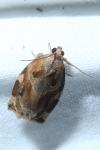 Archips xylosteana