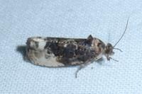 Hedya nubiferana
