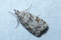 Scoparia