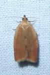 Clepsis consimilana