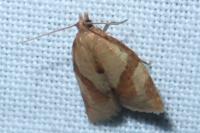 Clepsis consimilana