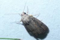Proxenus hospes